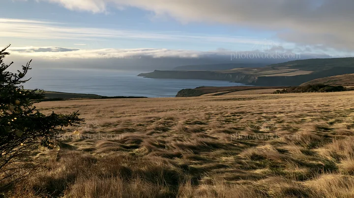 Expansive meadow with coast view and autumn light - AI-generated stock image