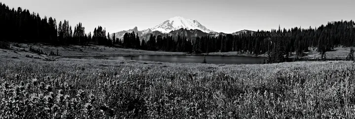 Mount Rainier paintbrush and lupine meadow landscape - AI-generated stock image