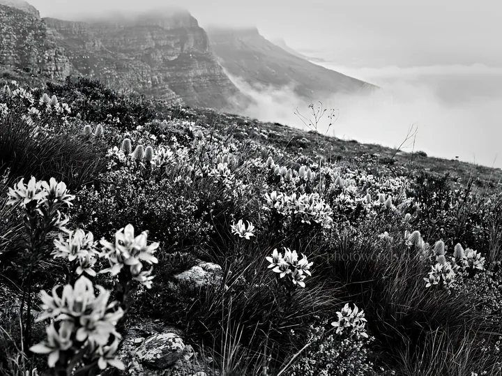 Colorful orchid meadow near mountains with fog - AI-generated stock image