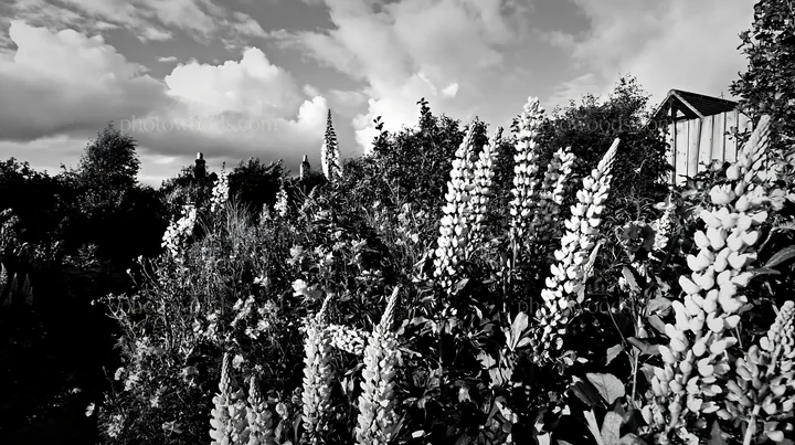 Cottage garden with flowers after storm in black and white - AI-generated stock image